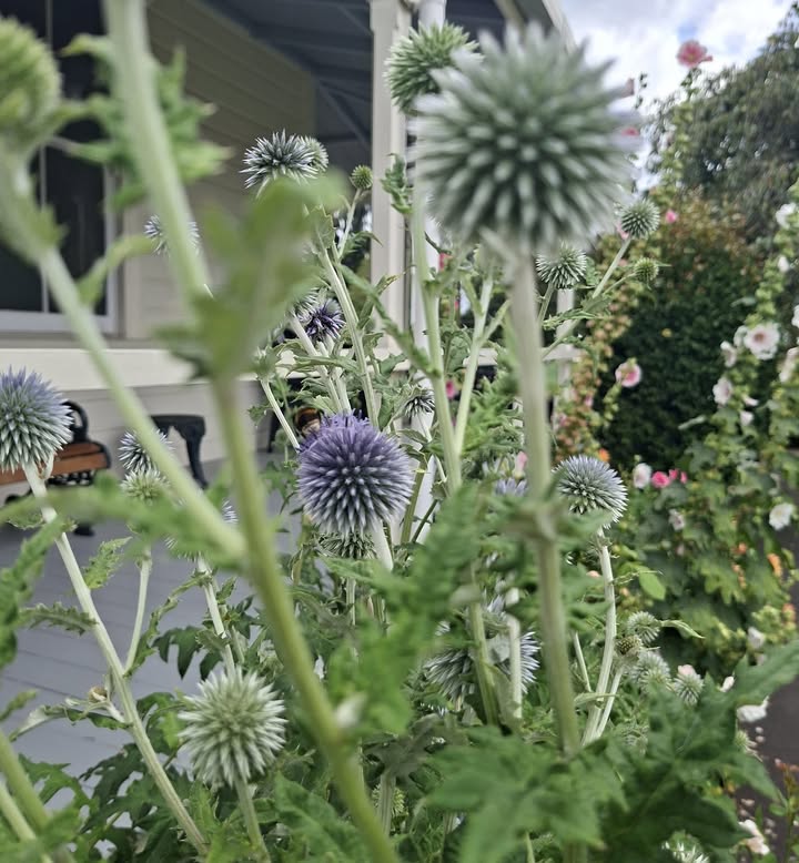 Can you spot the little furry bum 🐝🌸?