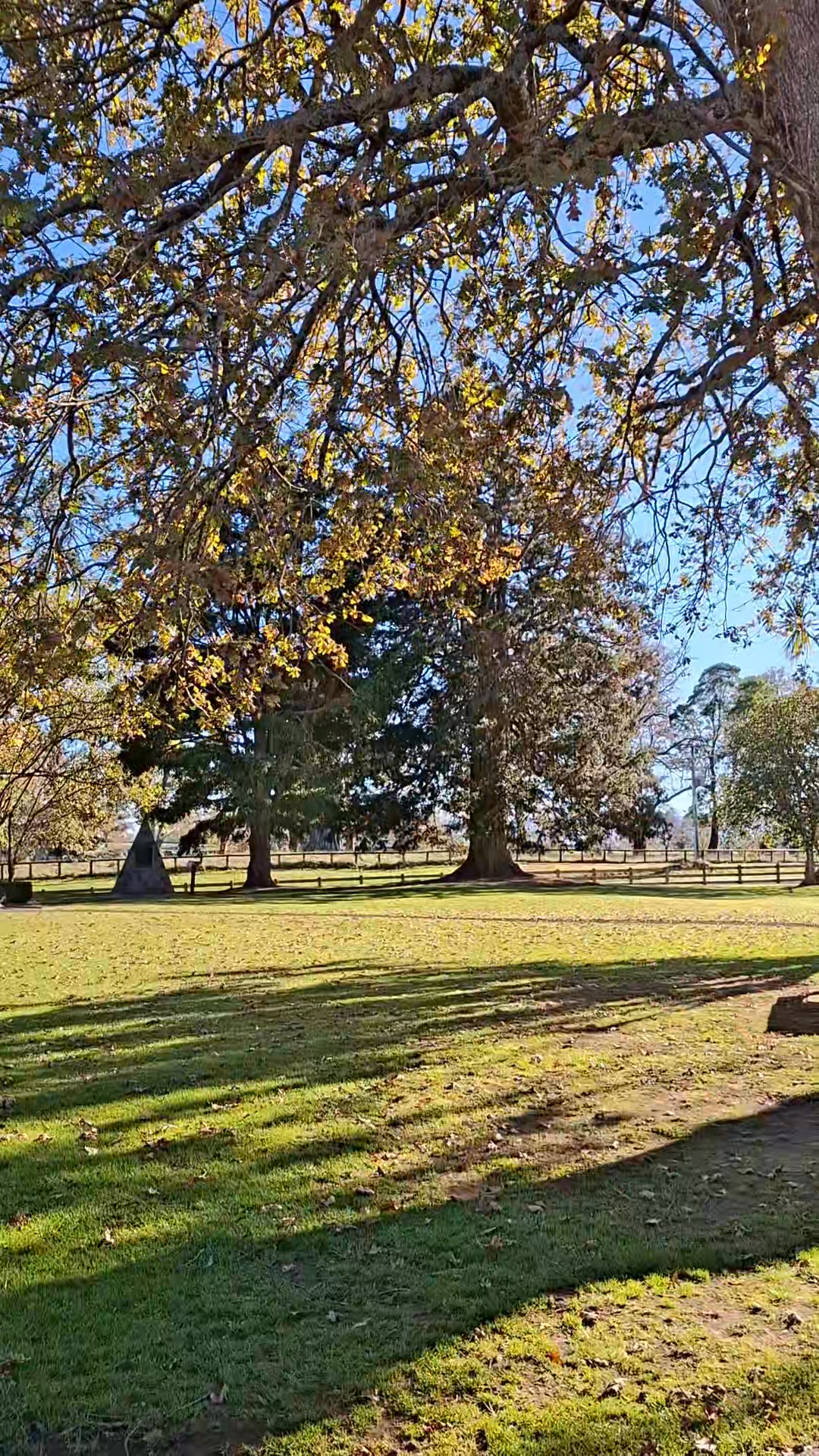 A beautiful day to watch the autumn leaves fall from the oak trees ππ