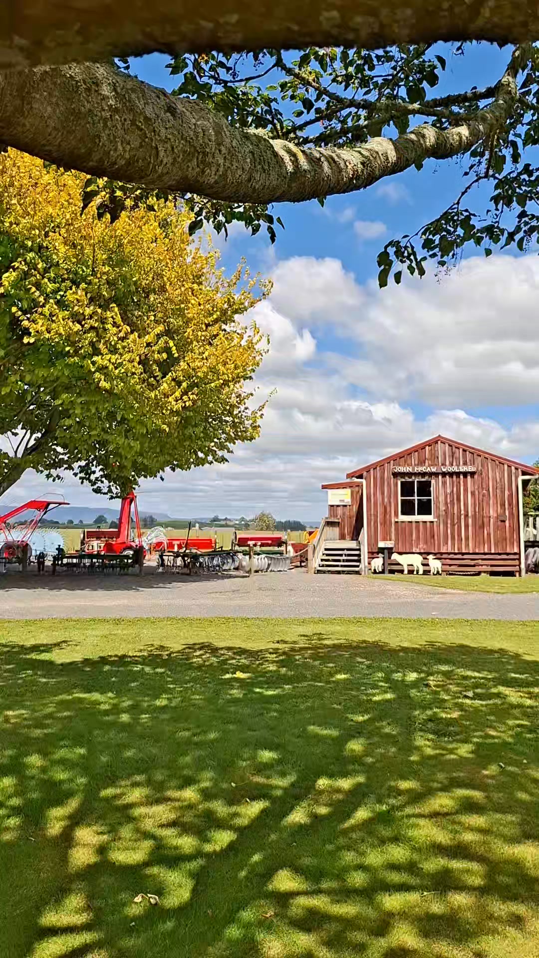 Our very rare breed, flat wool sheep hanging out at the McCaw Woolshed 

https://firthtower.c...